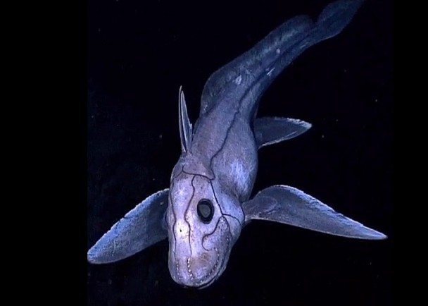 美国国家海洋大气局(NOAA)公布深海“幽灵鲨”银鲛的照片