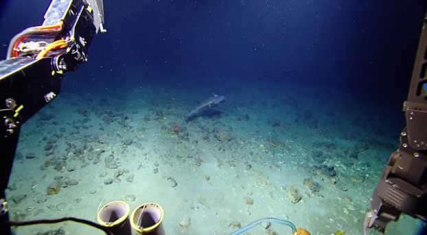 鬼鲨在海底火山附近出现