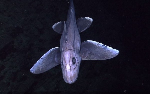 4200英尺深海惊见光滑无鳞「幽灵鲨」银鲛
