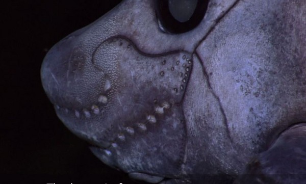 4200英尺深海惊见光滑无鳞「幽灵鲨」银鲛