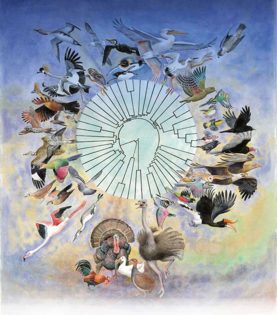 迄今最可靠的鸟类演化“生命之树”