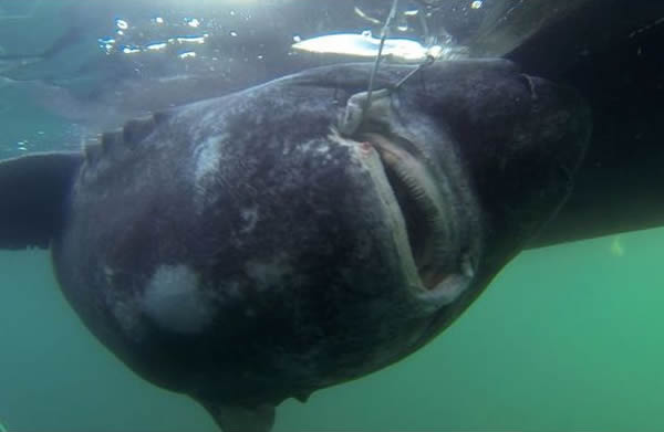 ʿרҽͼŲ򲶻һ565ĸ