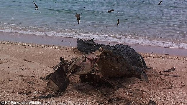 近日在澳大利亚偏远的北领地一处海滩上发生了罕见的一幕,一条体型巨大的咸水鳄一口咬碎了一只海龟尸体硬硬的龟壳,而设在一旁的监视相机则记录下了整个过程。