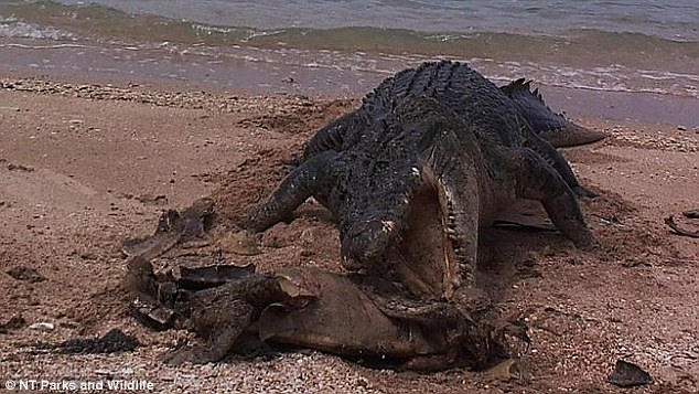 但令人意外的是,这台监视相机竟然还记录下一只巨大咸水鳄的身影,它一口咬碎了海龟的外壳,吞食里面的腐肉。