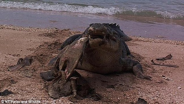 巡视员贝斯特女士此前正在达尔文以东的Garig Gunak Barlu国家公园海滩上巡视并收集这里的垃圾。随后她在海滩上发现了被海浪冲上岸的海龟尸体。