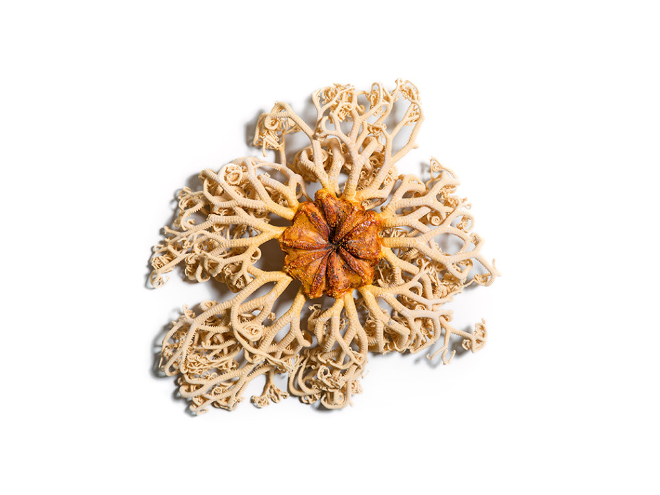 ֿβѧGorgonocephalus eucnemisκϣŮͷβһںףԵʱһƾṹӵı۲