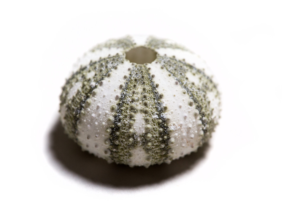 ̺ҪֲڼձȺ޺λڰ˹ӵĽʵ϶ԴţһΡ17ʱĺ̡˹Ȳԣº̡