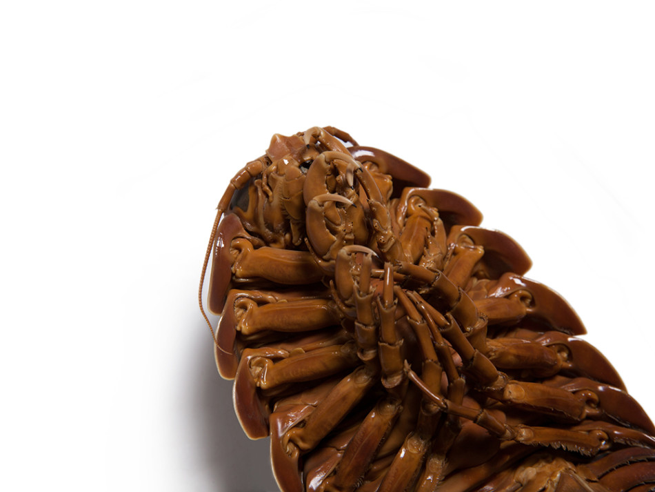 ľʭֱΪ桢󸾣һ޺ȤĶ֮УǵĽס棬ܳ30׳̰򣬿ʱҲᲶʳ