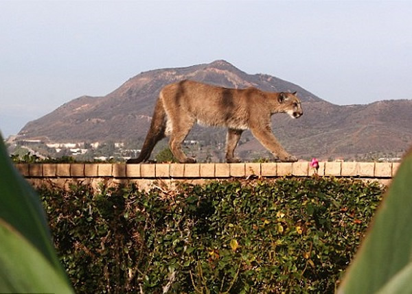 有居民拍下山狮在家中后院墙上游荡的照片