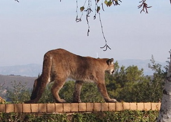 山狮估计仅得14个月大,相信与家人失散后正另觅“地盘”。