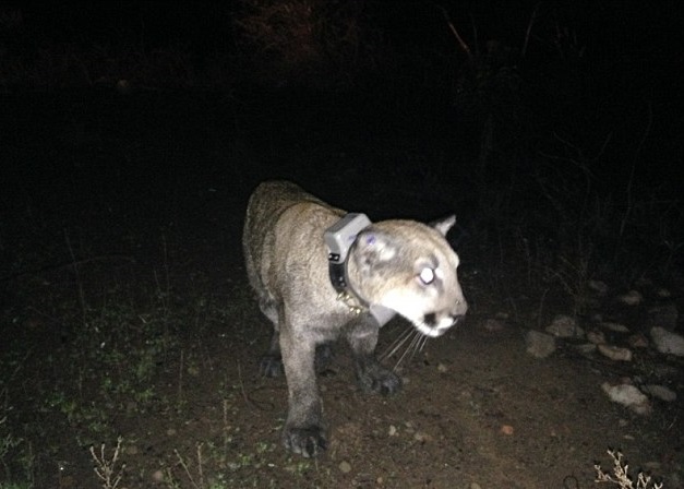 当局将山狮麻醉后带到原野放生。