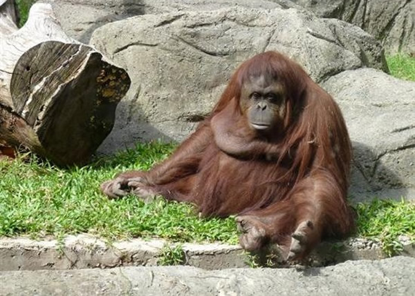 阿根廷法院裁定该国一间动物园内的红毛猩猩是“人” 准它放离动物园