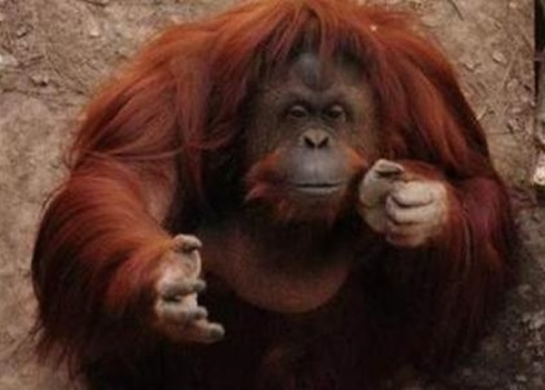 阿根廷法院裁定该国一间动物园内的红毛猩猩是“人” 准它放离动物园