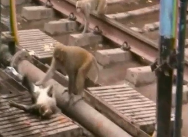 触电猴子背部的皮毛已焦黑,而它的同伴这时亦发现不妥。