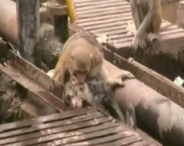 施救猴子不断咬它,希望能刺激它醒来。