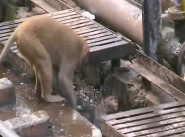 昏迷的猴子才慢慢回复知觉,救人猴子就把它扔到水中。