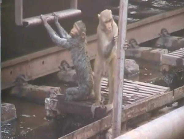 最终触电猴子也没事了。