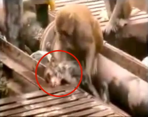 同伴触电昏死 猴子施作CPR抢救20分钟