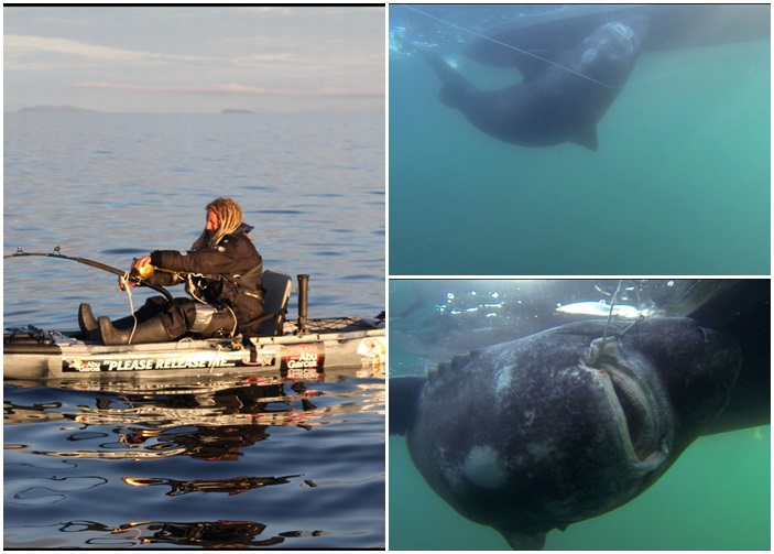 �ǲ�������(��)��һ֦��ˣ�����ǧ������(��)��