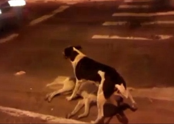 �ڰ׹����ܾ���ȥ����������ʬ��