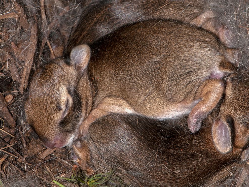 蜷缩在窝里的东部棉尾兔宝宝(Sylvilagus floridanus)。摄影:Scott Camazine, Alamy