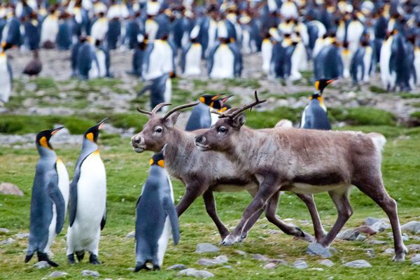 ���������ǵ��ĸ������壬ѱ¹��������Ϊ�顣