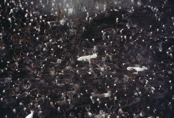 ���Ŵ��Ϸ����ӵ���Ƭ����2004�����䱱����ͼ����һ��Ⱥѱ¹������һЩ�׵ó���ĸ��塣