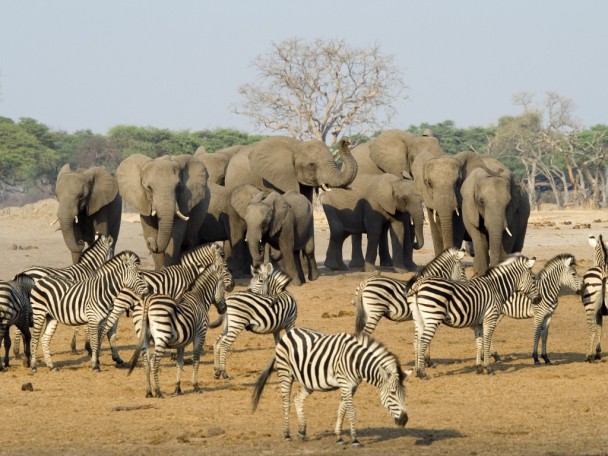 ������ҹ�԰�ǽ�Ͳ�Τ���Ұ�����ﱣ����