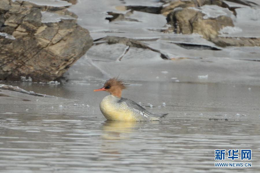 ������Ϫ���֡����д���è���л���ɳѼ