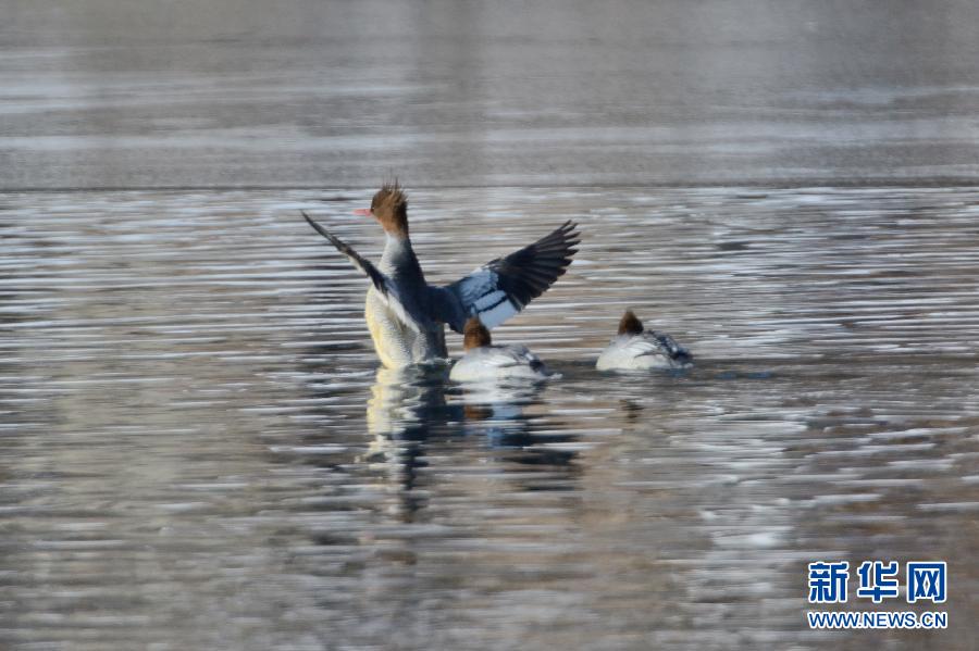 ������Ϫ���֡����д���è���л���ɳѼ