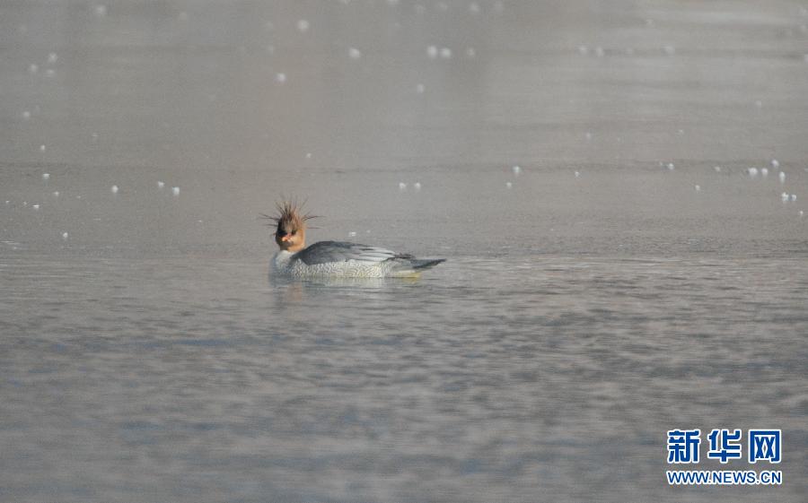 ������Ϫ���֡����д���è���л���ɳѼ