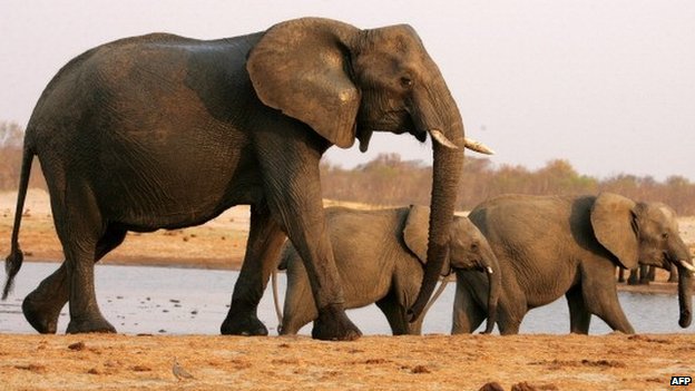 非洲小国辛巴威决定输出62头非洲象赚取外汇