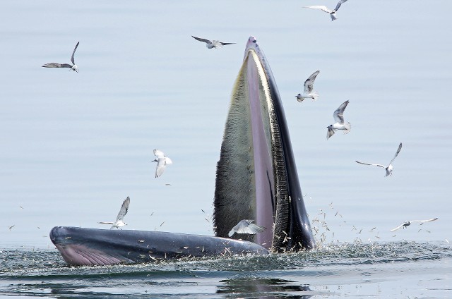 布氏鲸张嘴捕鱼,一旁的海鸥「偷吃」差点就被吞下肚。