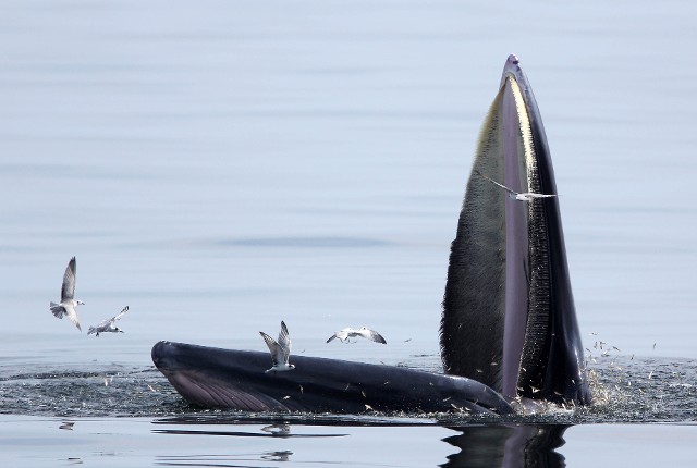 布氏鲸张嘴捕鱼,一旁的海鸥「偷吃」差点就被吞下肚。