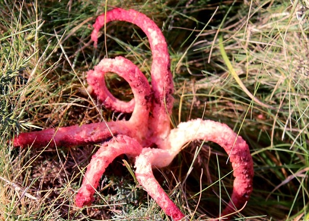 Ӣ�����Ŀ��ݴԾ��֡���ɫ���㡱 ԭ������ħ���ʾ���