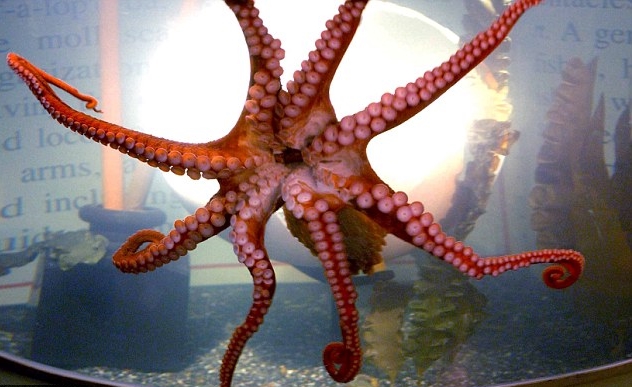 ��ħ���ʾ���������������