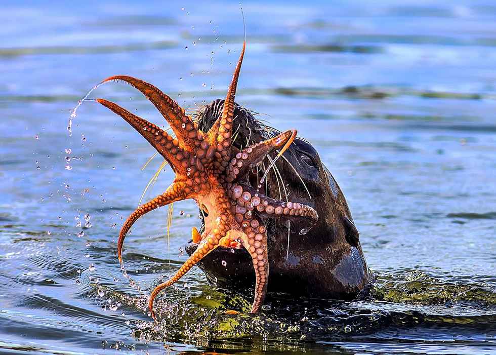 ������Ӱʦ����³����ץ�ĵ����������㼤ս�Ķ�����Ƭ�����պ������ʤ�����ɹ����������¡�