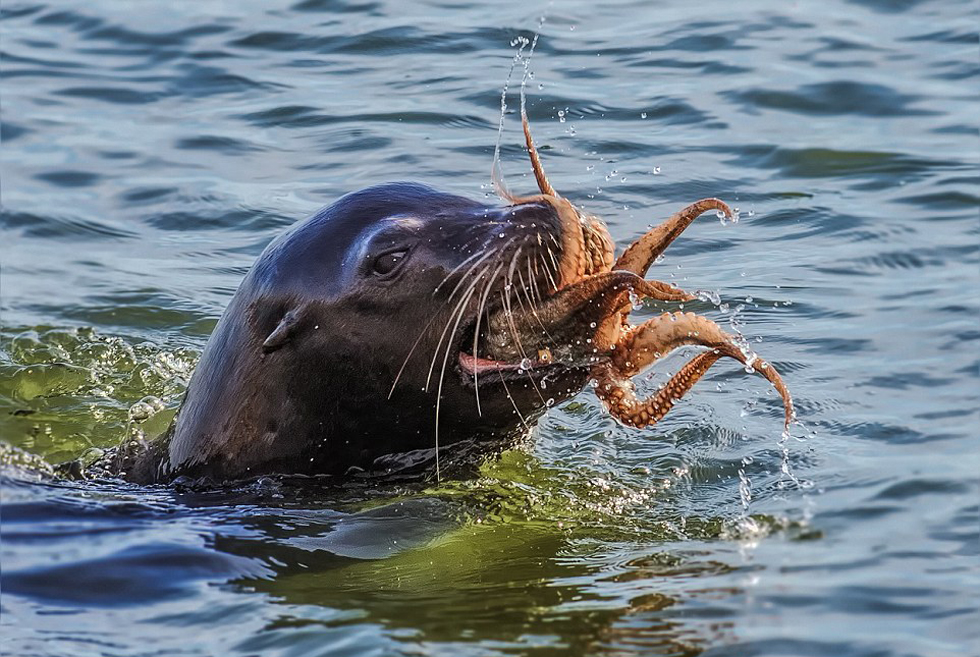 ��������ս������������ɱ���˶��֡�