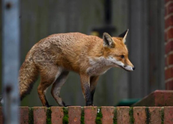 Ӣ�����ص��������ѡ��ʤ�����Ժ��Ϸ���