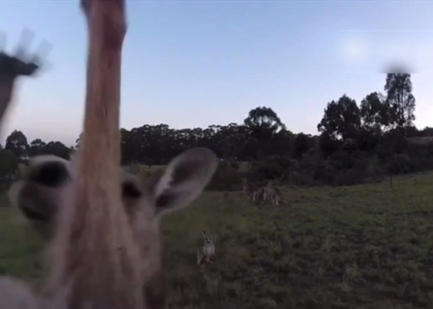 һֻ(ͼ)ͻȻԾһȭ˷