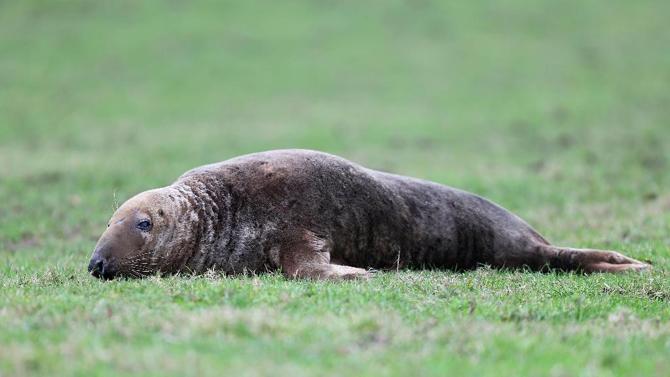 英国英格兰一只海豹走上陆地32公里累趴