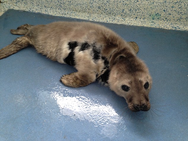 �ͽ��ѽ���������������һ��ëƤ��