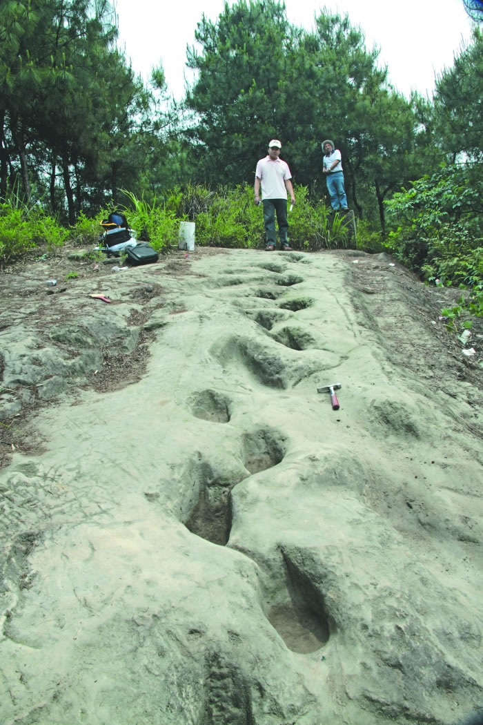 自贡市富顺县龙贯山惊现“犀牛脚印”?原来是2亿年前蜥脚形类恐龙足迹化石