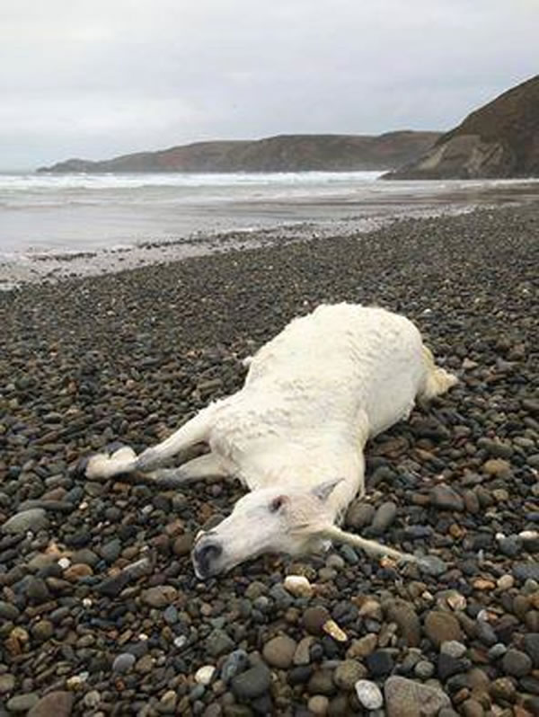 英国海滩发现独角兽尸体?小店员恶搞小马尸体