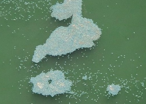 红崖海岸出现一大群水母(图)聚集