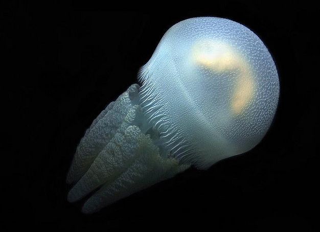 专家指其品种属于马赛克水母