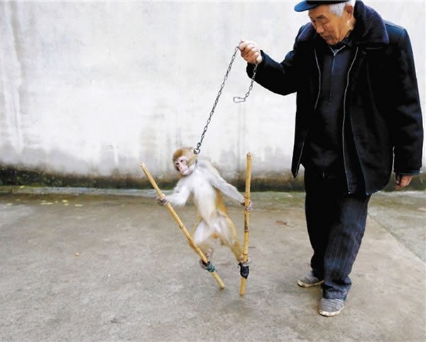 驯猴踩高杆,老齐有自己的绝招。