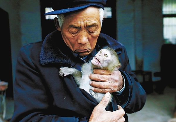 老齐说,这么多年,没动手打过一只猴子,是猴子让他有生活费,有钱造房。他与猴子相依为命。