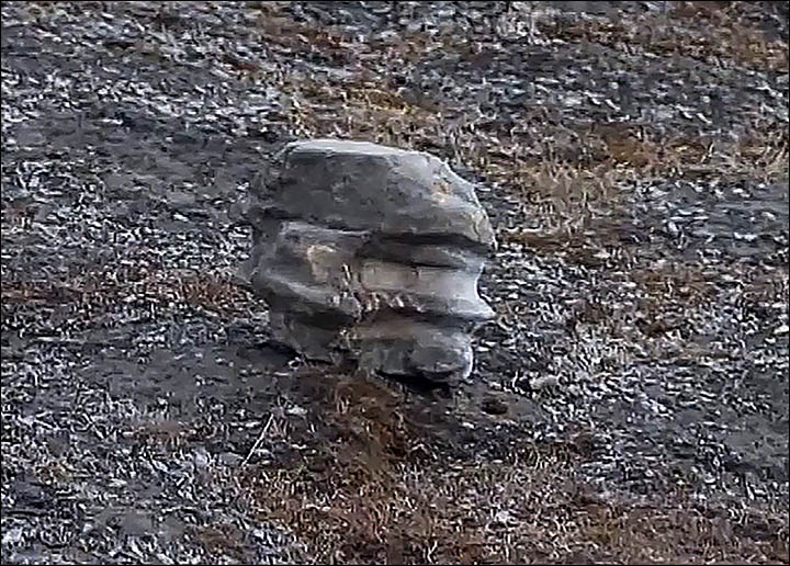 科学家在极地寻菇被2亿年蛇颈龙头骨化石绊倒