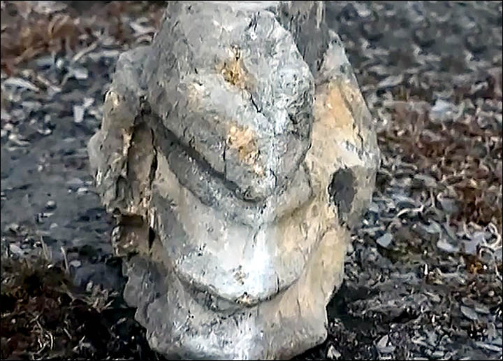 科学家在极地寻菇被2亿年蛇颈龙头骨化石绊倒